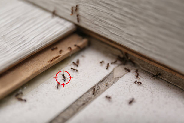 Best Pest Control for Restaurants  in Vernon Hls, IL