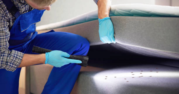 Wasp Removal Services in Vernon Hills, IL