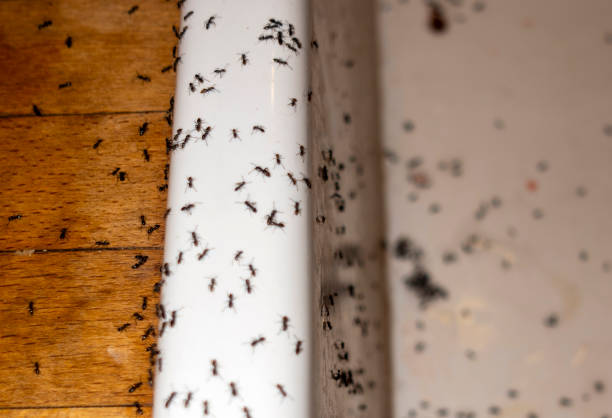 Best Rat Extermination Near Me  in Vernon Hls, IL