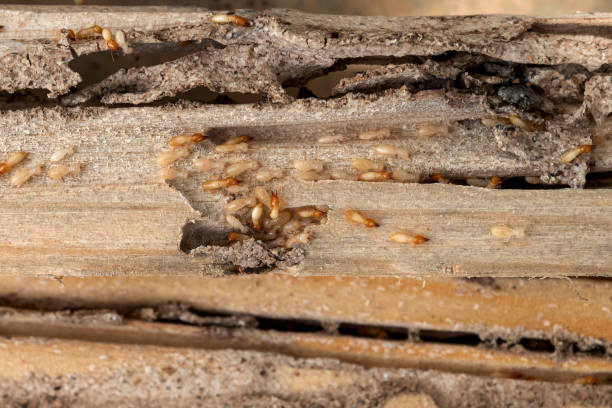 Spider Control Near Me in Vernon Hills, IL
