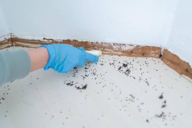 Best Cockroach Control Services  in Vernon Hls, IL